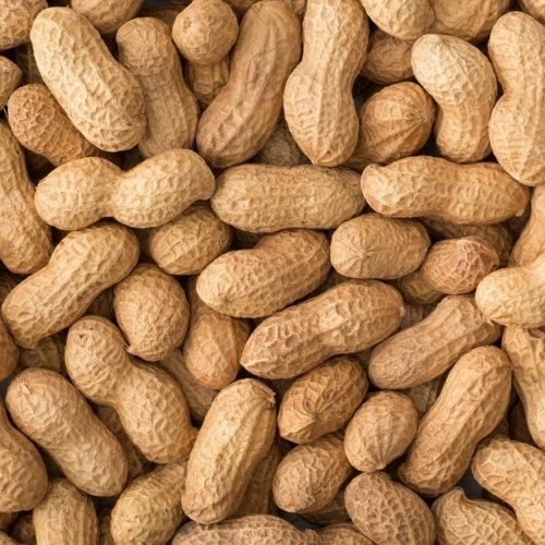 Shelled Peanuts (Groundnut/Moongphali) - Manufacturers, Wholesale Suppliers & Exporters in India | JRP Impex