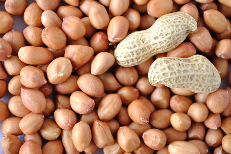 agriculture in India Peanut or Groundnut crop exports doubled to 2,000 tonnes in July