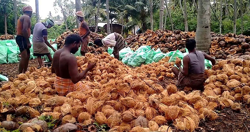 Coconut Exporters in India
